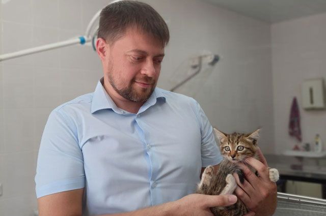 Котенок, спасённый главным ветеринарным врачом и министром сельского хозяйства и продовольствия.